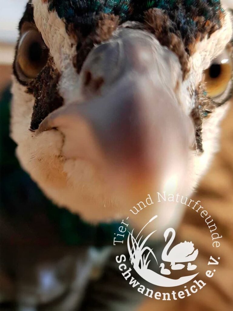 Tier- und Naturfreunde Schwanenteich Sinzig